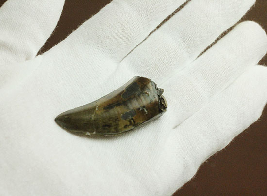 Great!凄まじいセレーション!レックスの直系の祖先、ダスプレトサウルス・トロスス(D.torosus)の美麗歯化石(その12)