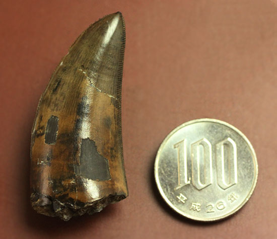 Great!凄まじいセレーション!レックスの直系の祖先、ダスプレトサウルス・トロスス(D.torosus)の美麗歯化石(その13)