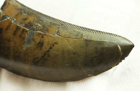 Great!凄まじいセレーション!レックスの直系の祖先、ダスプレトサウルス・トロスス(D.torosus)の美麗歯化石(その3)