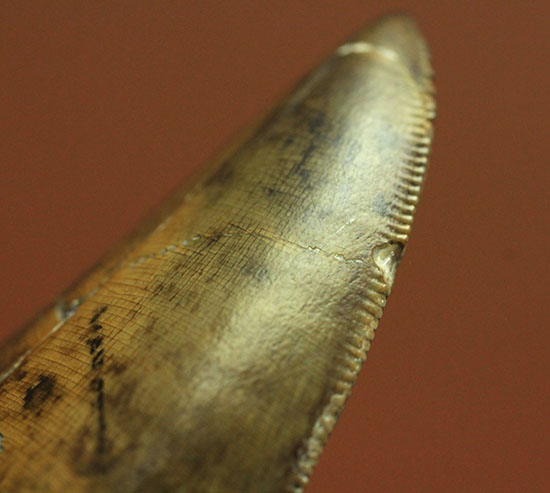 Great!凄まじいセレーション!レックスの直系の祖先、ダスプレトサウルス・トロスス(D.torosus)の美麗歯化石(その5)