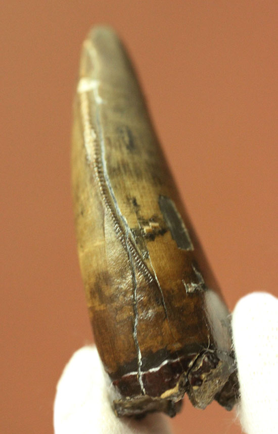 Great!凄まじいセレーション!レックスの直系の祖先、ダスプレトサウルス・トロスス(D.torosus)の美麗歯化石(その6)