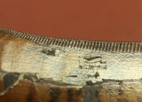 Great!凄まじいセレーション!レックスの直系の祖先、ダスプレトサウルス・トロスス(D.torosus)の美麗歯化石(その7)
