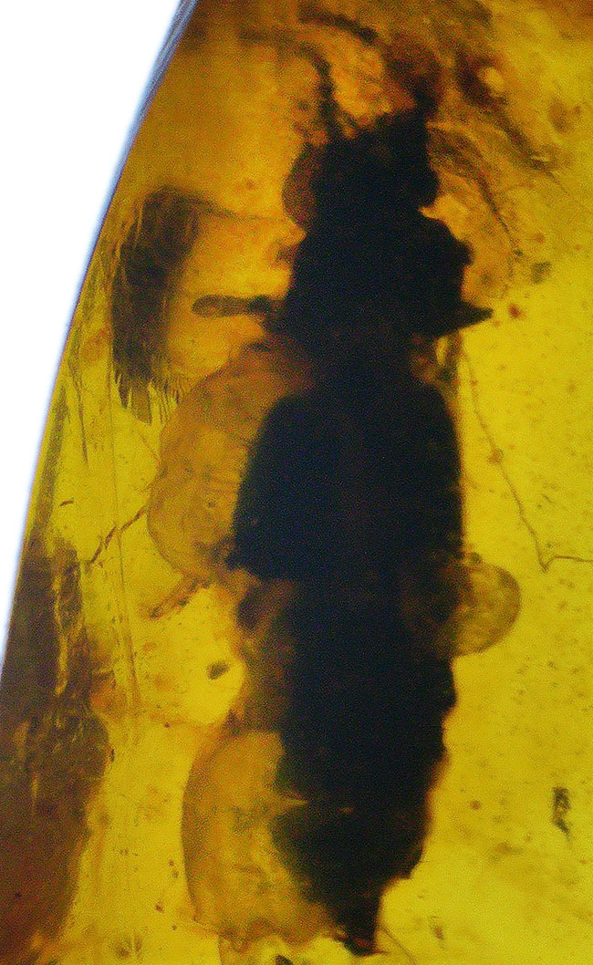 23ミリ級のビッグ標本、恐竜時代の昆虫や植物片が眠る希少な琥珀、その名はバーマイト（Burmite）。内部には、古代の記録が刻まれています！（その1）