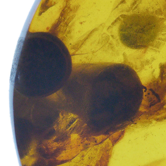 23ミリ級のビッグ標本、恐竜時代の昆虫や植物片が眠る希少な琥珀、その名はバーマイト（Burmite）。内部には、古代の記録が刻まれています！（その3）
