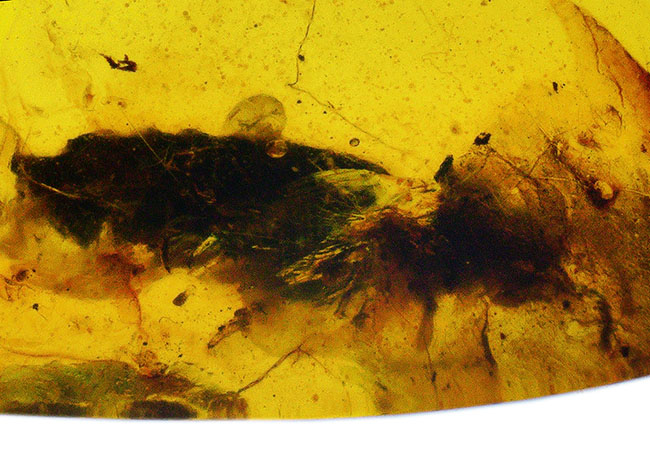 23ミリ級のビッグ標本、恐竜時代の昆虫や植物片が眠る希少な琥珀、その名はバーマイト（Burmite）。内部には、古代の記録が刻まれています！（その4）