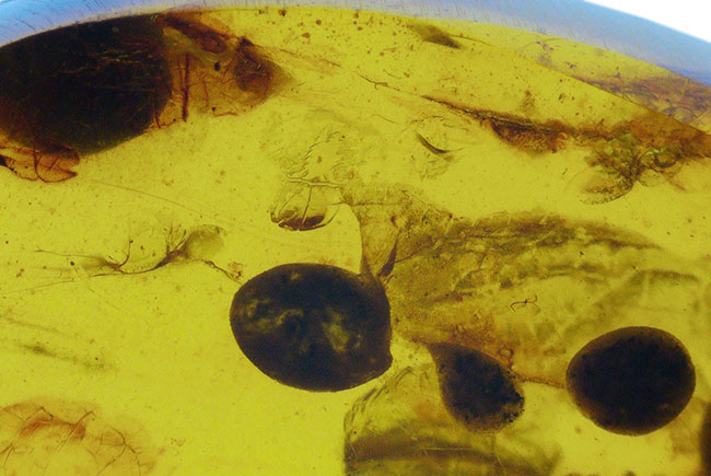 23ミリ級のビッグ標本、恐竜時代の昆虫や植物片が眠る希少な琥珀、その名はバーマイト（Burmite）。内部には、古代の記録が刻まれています！（その5）