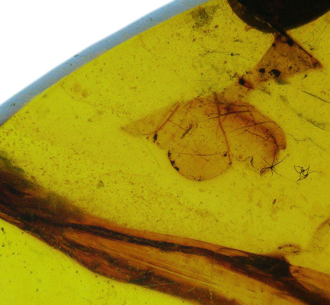 23ミリ級のビッグ標本、恐竜時代の昆虫や植物片が眠る希少な琥珀、その名はバーマイト（Burmite）。内部には、古代の記録が刻まれています！（その6）