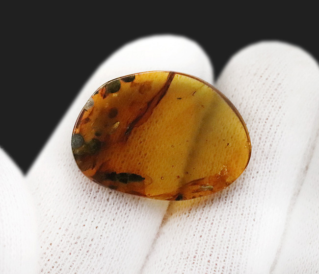 23ミリ級のビッグ標本、恐竜時代の昆虫や植物片が眠る希少な琥珀、その名はバーマイト（Burmite）。内部には、古代の記録が刻まれています！（その8）