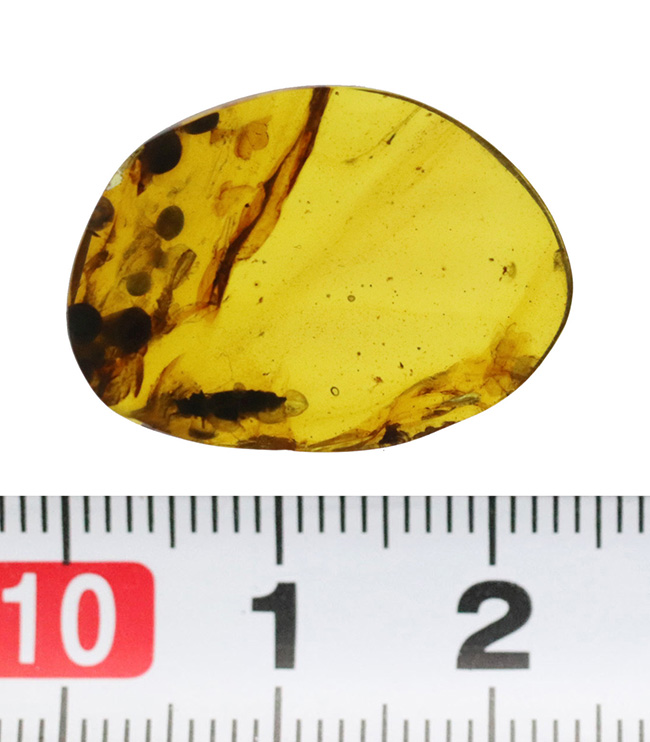 23ミリ級のビッグ標本、恐竜時代の昆虫や植物片が眠る希少な琥珀、その名はバーマイト（Burmite）。内部には、古代の記録が刻まれています！（その9）