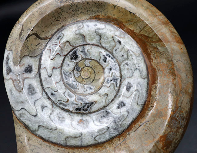 チャンスプライス！直径最大部１４２ミリの大判標本！ブラウンとミルキーホワイトが美しい初期型の頭足類、ゴニアタイト（Goniatite）の化石（その2）