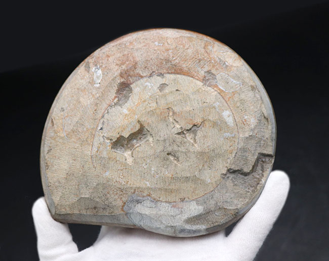 チャンスプライス！直径最大部１４２ミリの大判標本！ブラウンとミルキーホワイトが美しい初期型の頭足類、ゴニアタイト（Goniatite）の化石（その6）