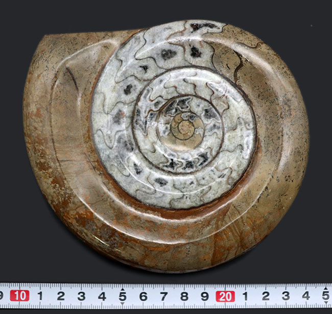 チャンスプライス！直径最大部１４２ミリの大判標本！ブラウンとミルキーホワイトが美しい初期型の頭足類、ゴニアタイト（Goniatite）の化石（その9）