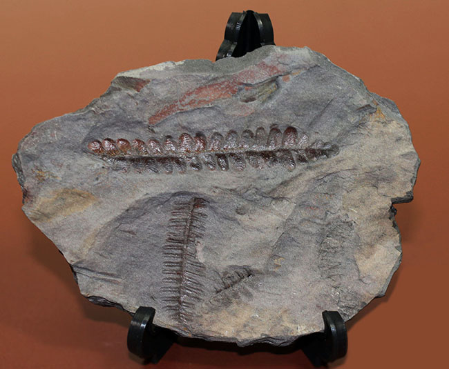 フランス産石炭紀の絶滅シダ植物ロンコプテリス(Lonchopteris sp.)の葉の化石(その1)