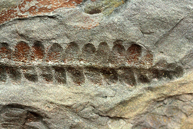 フランス産石炭紀の絶滅シダ植物ロンコプテリス（Lonchopteris sp.）の葉の化石（その10）