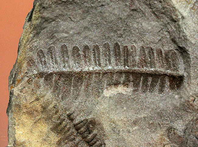フランス産石炭紀の絶滅シダ植物ロンコプテリス（Lonchopteris sp.）の葉の化石（その11）
