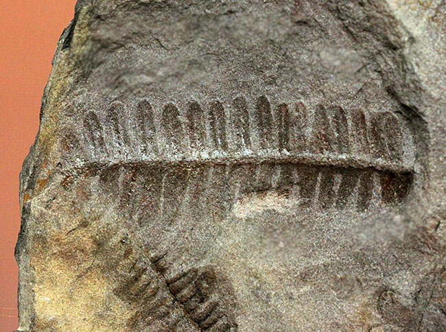フランス産石炭紀の絶滅シダ植物ロンコプテリス(Lonchopteris sp.)の葉の化石(その11)