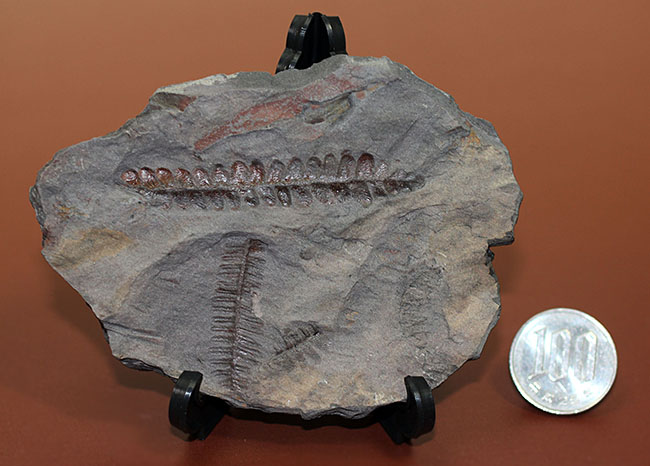 フランス産石炭紀の絶滅シダ植物ロンコプテリス(Lonchopteris sp.)の葉の化石(その12)