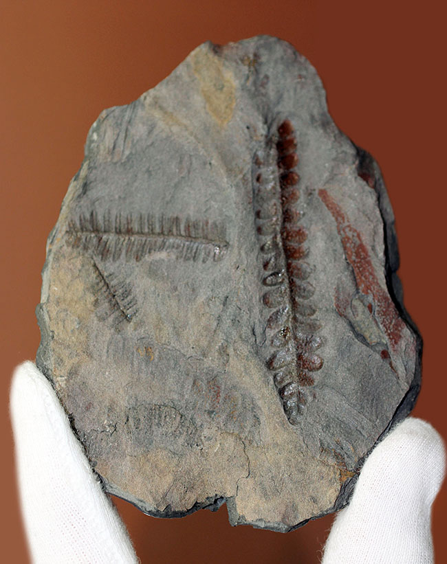 フランス産石炭紀の絶滅シダ植物ロンコプテリス（Lonchopteris sp.）の葉の化石（その2）