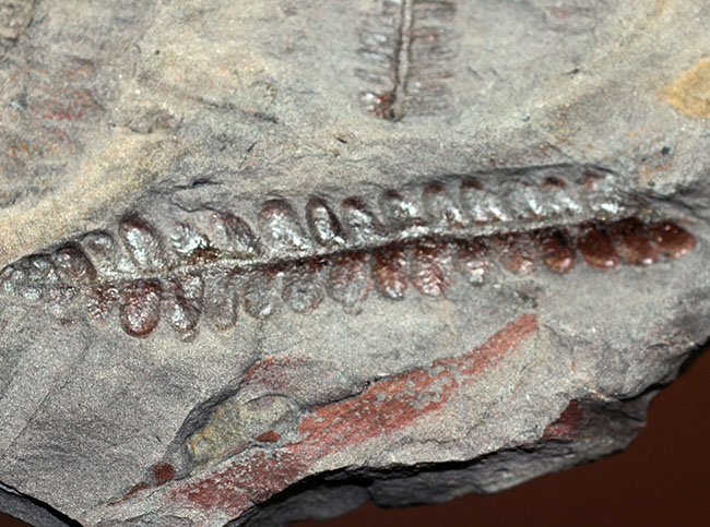 フランス産石炭紀の絶滅シダ植物ロンコプテリス(Lonchopteris sp.)の葉の化石(その3)