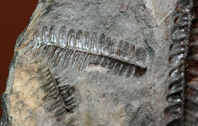 フランス産石炭紀の絶滅シダ植物ロンコプテリス(Lonchopteris sp.)の葉の化石(その4)