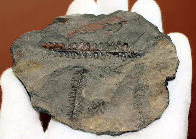 フランス産石炭紀の絶滅シダ植物ロンコプテリス(Lonchopteris sp.)の葉の化石(その5)
