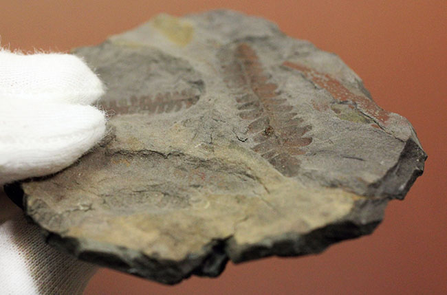 フランス産石炭紀の絶滅シダ植物ロンコプテリス（Lonchopteris sp.）の