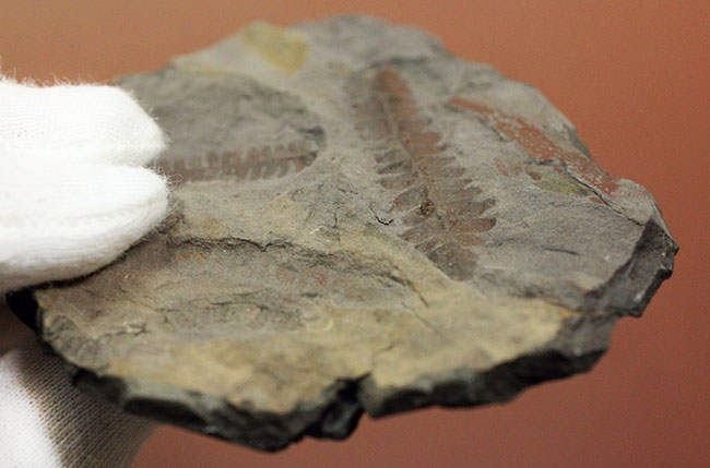 フランス産石炭紀の絶滅シダ植物ロンコプテリス（Lonchopteris sp.）の葉の化石（その7）
