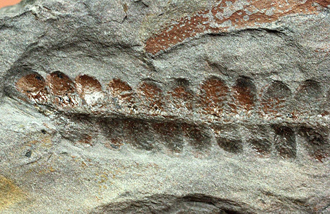 フランス産石炭紀の絶滅シダ植物ロンコプテリス（Lonchopteris sp.）の葉の化石（その9）