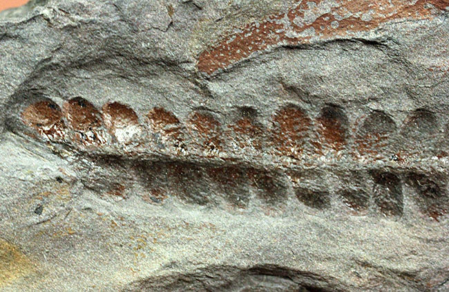 フランス産石炭紀の絶滅シダ植物ロンコプテリス(Lonchopteris sp.)の葉の化石(その9)