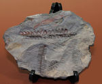 フランス産石炭紀の絶滅シダ植物ロンコプテリス（Lonchopteris sp.）の葉の化石