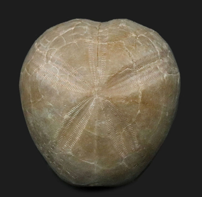 立体的かつ保存状態上々！珍しい白亜紀のウニ、プリオトクサスター・インフレータス（Pliotoxaster inflatus Smiser）の上質化石（その1）
