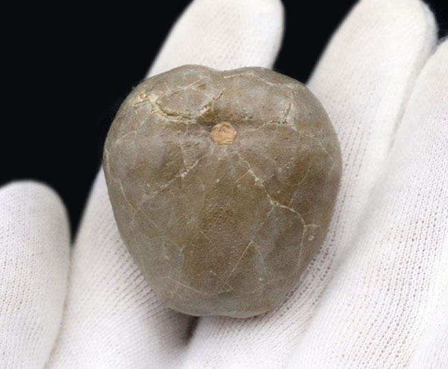 立体的かつ保存状態上々!珍しい白亜紀のウニ、プリオトクサスター・インフレータス(Pliotoxaster inflatus Smiser)の上質化石(その3)