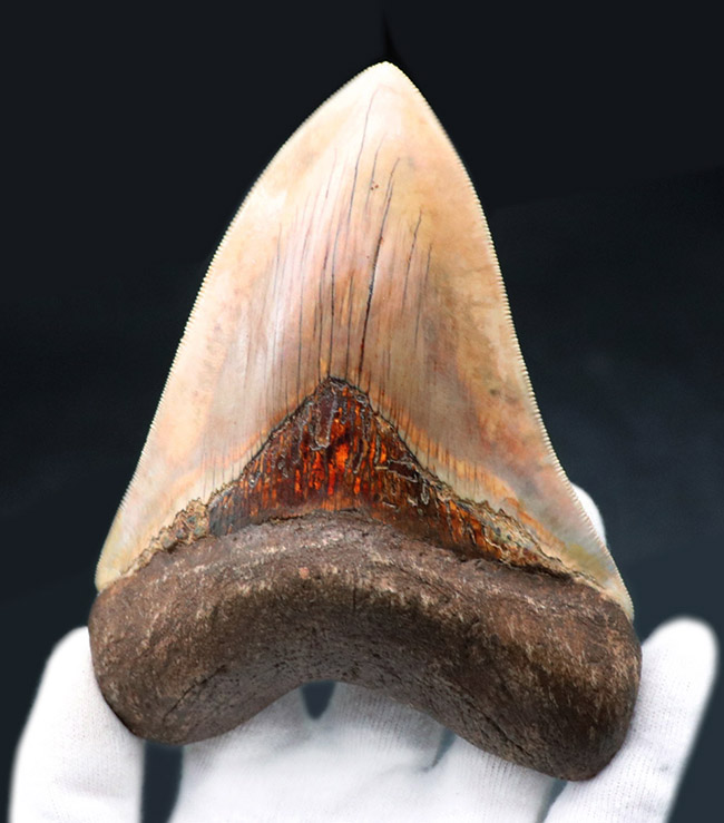 滅多に見られない赤色！レアなインドネシア産のメガロドン（Carcharocles megalodon）の歯化石（その1）