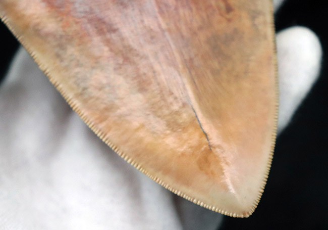 滅多に見られない赤色!レアなインドネシア産のメガロドン(Carcharocles megalodon)の歯化石(その10)