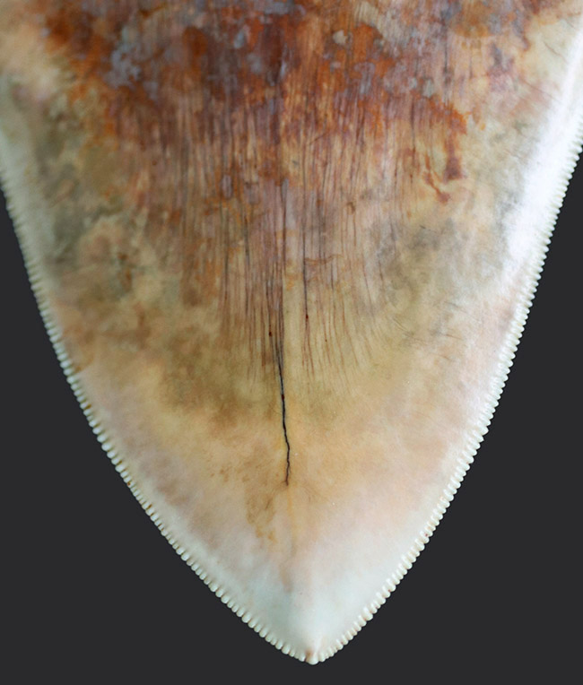 滅多に見られない赤色!レアなインドネシア産のメガロドン(Carcharocles megalodon)の歯化石(その12)