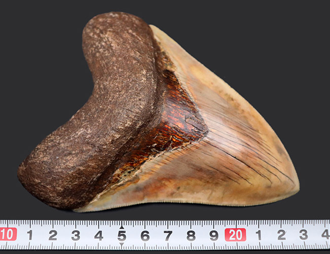 滅多に見られない赤色！レアなインドネシア産のメガロドン（Carcharocles megalodon）の歯化石（その13）