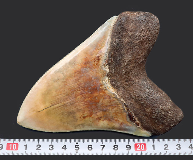 滅多に見られない赤色!レアなインドネシア産のメガロドン(Carcharocles megalodon)の歯化石(その14)
