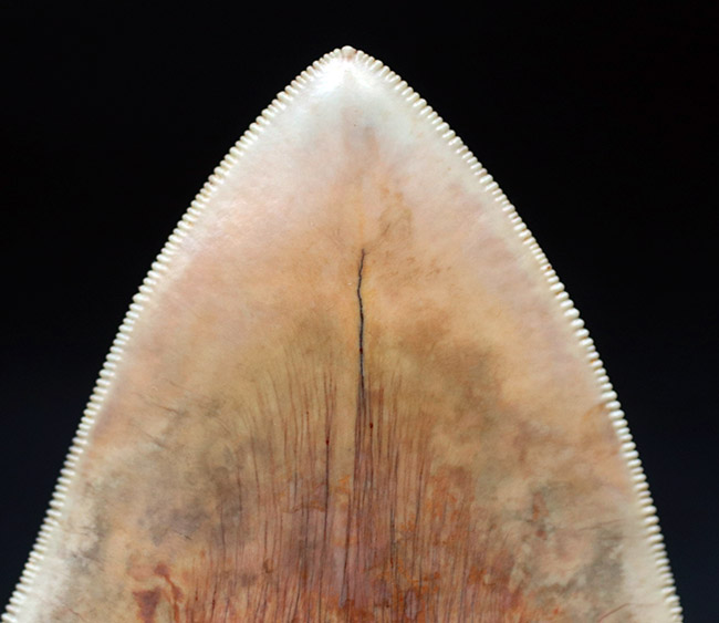 滅多に見られない赤色!レアなインドネシア産のメガロドン(Carcharocles megalodon)の歯化石(その2)