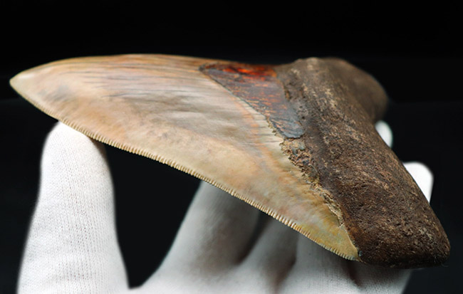 滅多に見られない赤色!レアなインドネシア産のメガロドン(Carcharocles megalodon)の歯化石(その3)