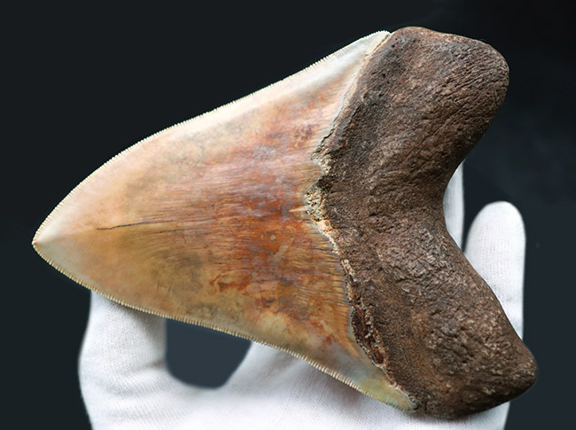 滅多に見られない赤色！レアなインドネシア産のメガロドン（Carcharocles megalodon）の歯化石（その5）