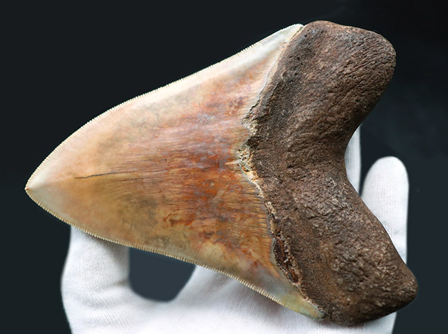 滅多に見られない赤色!レアなインドネシア産のメガロドン(Carcharocles megalodon)の歯化石(その5)