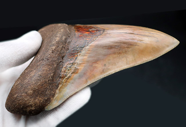 滅多に見られない赤色!レアなインドネシア産のメガロドン(Carcharocles megalodon)の歯化石(その6)