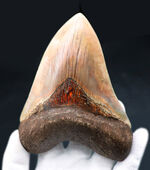 滅多に見られない赤色！レアなインドネシア産のメガロドン（Carcharocles megalodon）の歯化石