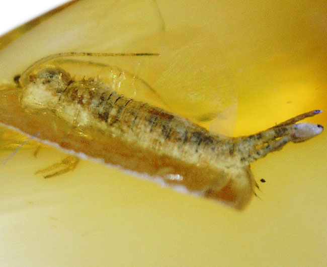レアな虫「イシノミ」を内包したおよそ４０００万年前のバルティックアンバー（琥珀）。リトアニアンゴールドと評される美しい琥珀色をお楽しみください！（その1）