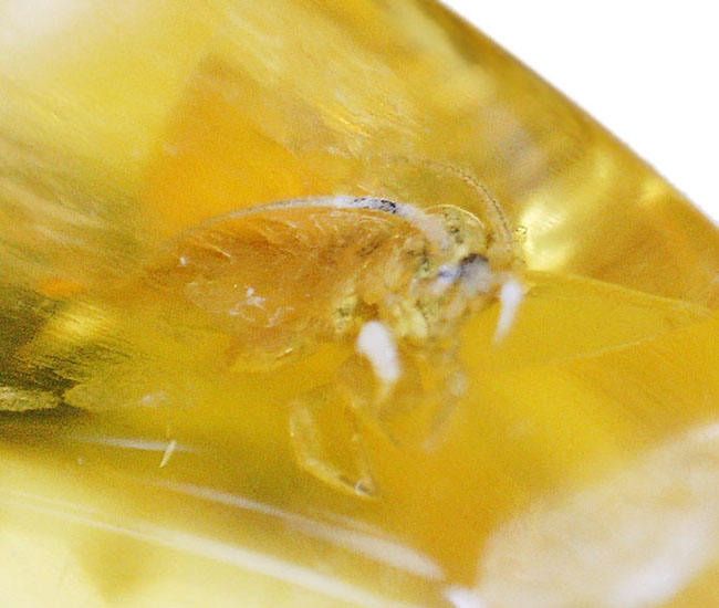 レアな虫「イシノミ」を内包したおよそ４０００万年前のバルティックアンバー（琥珀）。リトアニアンゴールドと評される美しい琥珀色をお楽しみください！（その3）