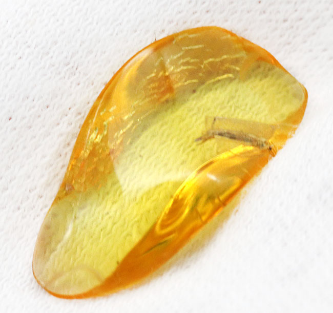 レアな虫「イシノミ」を内包したおよそ４０００万年前のバルティックアンバー（琥珀）。リトアニアンゴールドと評される美しい琥珀色をお楽しみください！（その5）