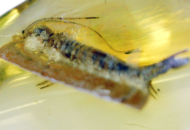 レアな虫「イシノミ」を内包したおよそ４０００万年前のバルティックアンバー（琥珀）。リトアニアンゴールドと評される美しい琥珀色をお楽しみください！（その6）