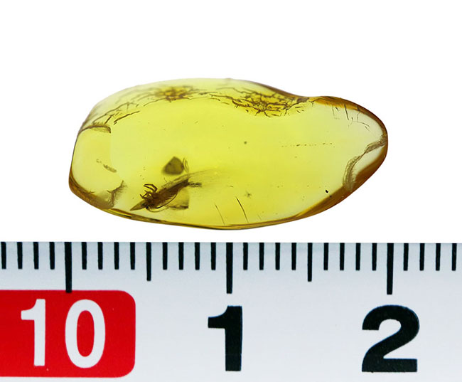 レアな虫「イシノミ」を内包したおよそ４０００万年前のバルティックアンバー（琥珀）。リトアニアンゴールドと評される美しい琥珀色をお楽しみください！（その7）