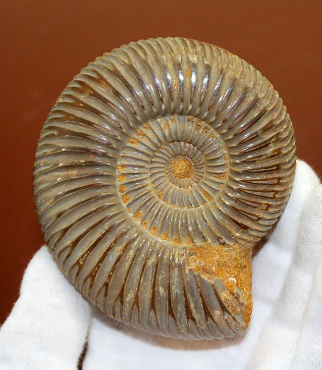 中生代ジュラ紀の示準化石、保存状態良好のペリスフィンクテス(Perisphinctes)(その1)