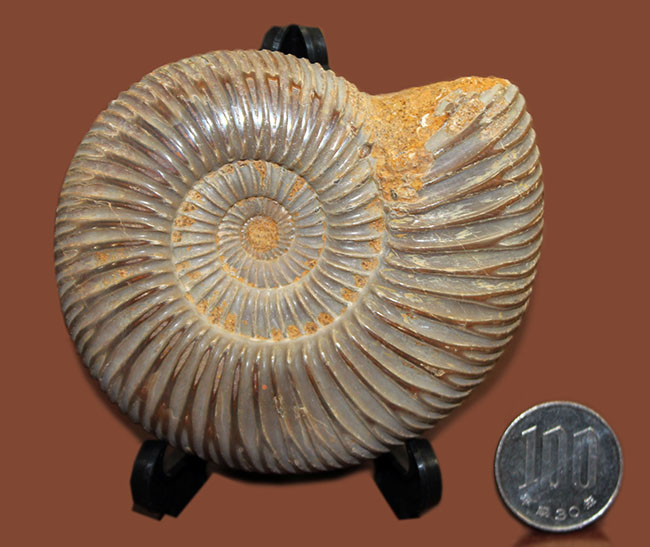 中生代ジュラ紀の示準化石、保存状態良好のペリスフィンクテス(Perisphinctes)(その10)